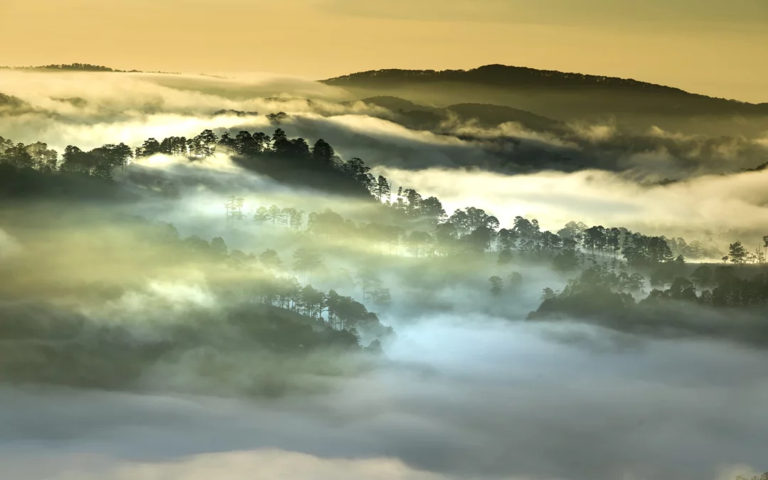 Binda einhver ríki meira kolefni en þau losa?