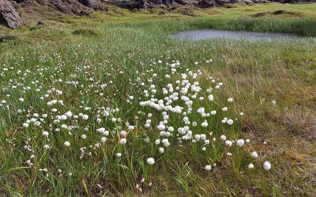 Úrbóta er þörf í kolefnisjöfnun hér á landi